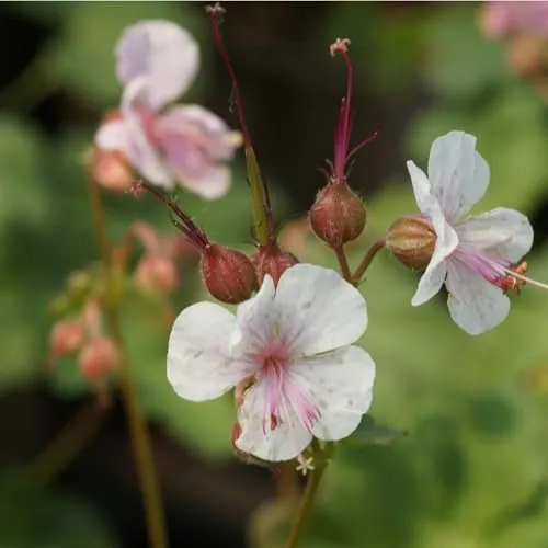 Geranium x cantabrigiense 'Biokovo' Cambridge-Storchschnabel Staude Bodendecker