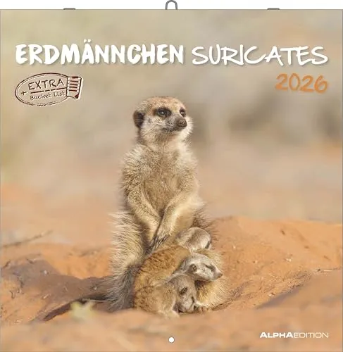 Alpha Edition - Erdmännchen Kalender 2026 – Wandkalender 30x30 cm – Für Tierfreunde & Erdmännchen-Fans – 12 bezaubernde Fotografien, viel Platz für Notizen, mit Feiertagen & Ferienterminen: Suricates