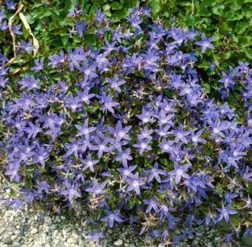 Campanula poscharskyana 'Stella' 9x9 cm Topf – Winterhart, Mehrjährig, Pflegeleicht – Polsterglockenblume – Bodendecker für Steingarten & Beet