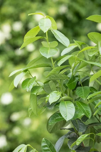 Pflanzen für Dich Gehölze Prunus lau. Ani, 1 St., Kirschlorbeer, Lorbeerkirsche