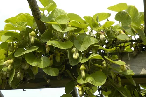 Produktbild Pflanzen für Dich Kletterpflanze Aristolochia macrophylla