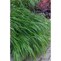 Hakonechloa Macra Albostriata Japanisches Berggras Ca. 9x9 cm Topf