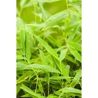 Fargesia Murieliae Jumbo Bambus - Immergrün 125–150 cm - Der Fargesia Murieliae ‘Jumbo’ ist ein eleganter, immergrüner Schirmbambus, ideal für Sichtschutz und moderne Gartengestaltung. Dicht wachsend und pflegeleicht, bringt er Struktur und Farbe in jeden Garten.
