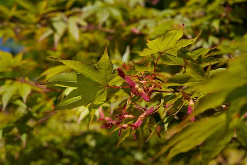 Acer palmatum 'Osakazuki' - Japanischer Ahorn - Der Japanische Ahorn 'Osakazuki' begeistert mit spektakulärer Herbstfärbung und pflegeleichten Eigenschaften. Ideal für Gärten, zieht er Bienen an und fördert die Biodiversität.