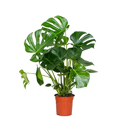 Bloomique - Monstera Deliciosa - Fensterblatt - Zimmerpflanzen - Pflegeleicht - Luftreinigend - Höhe 70-80 cm - Topf 21 cm