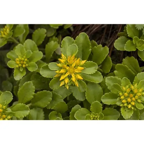 Produktbild Sedum hybridum 'Immergrünchen'