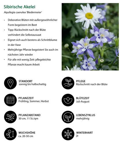 Dehner Staude Bio Stauden-Set Frühsommer, 24 Pflanzen für eine blühende Bienenweide - Entdecken Sie das 24-teilige Bio Stauden-Set für Ihren Garten! Mit insektenfreundlichen Sorten wie Sibirischer Akelei und Gartenmargerite schaffen Sie eine blühende Oase, die nicht nur dekorativ ist, sondern auch Lebensraum für Bienen bietet.