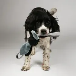 Spieltau Jule mit Knisterfolie Hundespielzeug Pro Stück