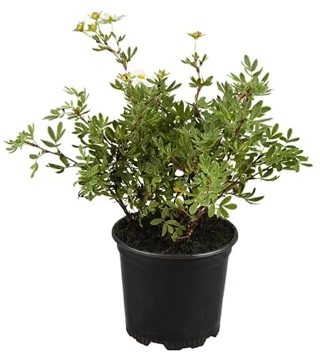 Potentilla 'Weiss' ca. 9x9 cm Topf