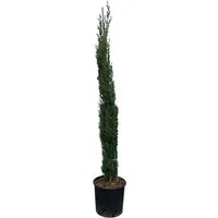 Sunny-Tree    Zypresse Cupressus Sempervirens Totem Italienische Winterharte Zypresse