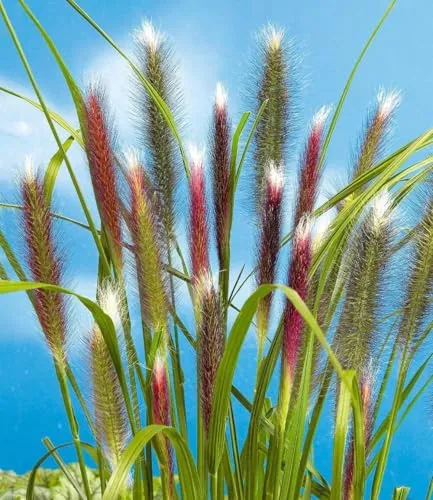 BALDUR Garten Lampenputzergras Red Head, 9x9 cm-Topf - Robuste, winterharte Staude für Sonne bis Halbschatten. Pflegeleicht und blühend von Juli bis September. Ideal für bunte Akzente im Garten!