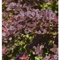 Rote Heckenbeberitze 40-60cm