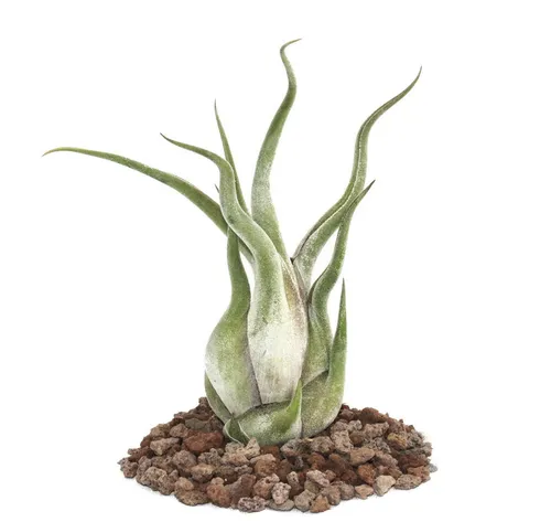 Exotenherz Zimmerpflanze Tillandsia caput-medusae - lose Pflanze - gross