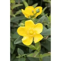 Hypericum Johanniskraut Ca. 9x9 cm Topf