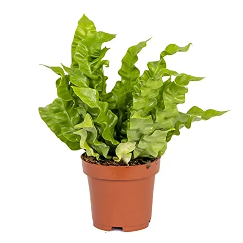 Bloomique - Asplenium Crispy Wave - Nestfarn - Zimmerpflanzen - Luftreinigend - 20-30 cm Hoch - Topf 12 cm