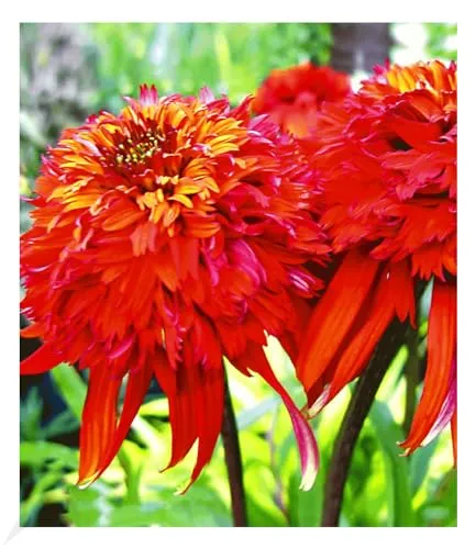 BALDUR Garten Duft-Echinacea 'Hot Papaya' Sonnenhut, 1 Pflanze, schmetterlingsfreundlich, winterharte Staude, trockenresistent, mehrjährig, pflegeleicht, Wasserbedarf gering,blühend,Echinacea purpurea