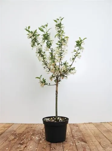 Malus 'Tina' - Zierapfel mit weißen Blüten - Zierapfel 'Tina' für kleine Gärten, pflegeleicht und bienenfreundlich. Ideal für Terrassen und Kübel, winterhart bis -20 °C.