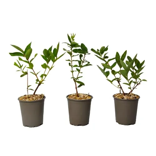 Plant in a Box - Lonicera kamtchatica - 3er Set - Kamtschatka-Heckenkirsche - Obstsamen & -pflanzen, fruchttragender Strauch mit süßen Beeren, ideal für Gartenliebhaber, winterhart und pflegeleicht