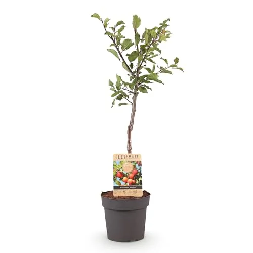 GreenboutiQ - Obstpflanze - Pflaumenbaum - Prunus domestica Victoria - Rote Pflaume - Topf 21cm Höhe 90cm