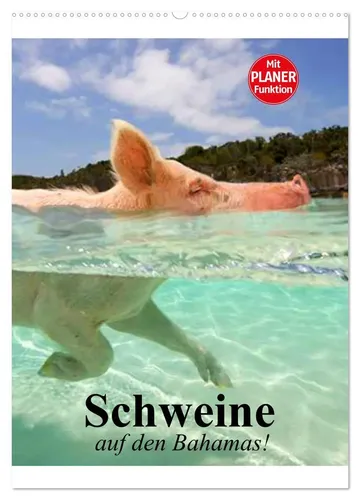 Elisabeth Stanzer | Schweine auf den Bahamas! (Wandkalender 2026 DIN A2...
