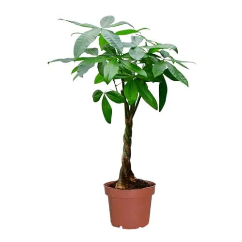 Glückskastanie Pachira aquatica | 90–100 cm hoch | Pflegeleichte Zimmerpflanze mit geflochtenem Stamm | Ungiftige Pflanze für Tiere | Feng Shui frisch aus der Gärtnerei | Green Me Up