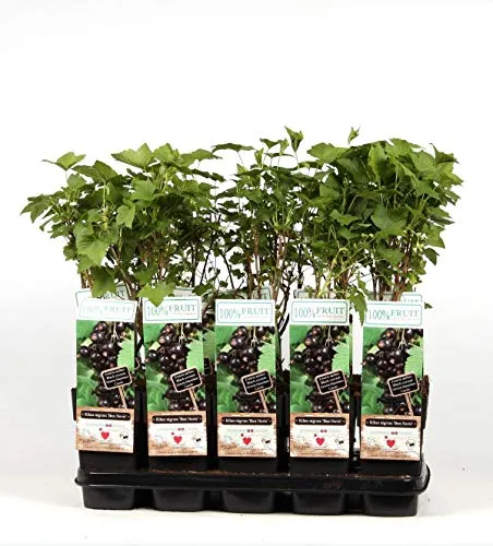 Schwarze Johannisbeere in schwarz von Blumen-Senf