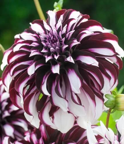 BALDUR-Garten Pflanzen von BALDUR-Garten