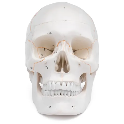 Schädel Anatomie Modell lebensgroß 3 teilig Knochennummerierung Kiefer beweglich