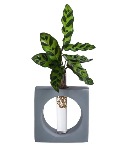 Dehner Zimmerpflanze Waterplant Korbmarante Manilla, Calathea insigne, Ø 2 cm x 20 cm, Wasserpflanze im Reagenzglas