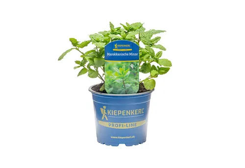 Pflanzen für Dich Gewürzkraut Marokkanische Minze 12cm Topf 8er Set