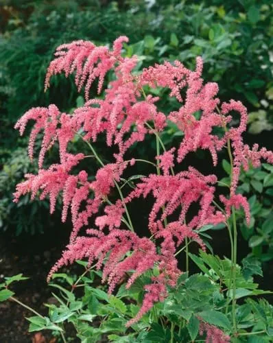 Astilbe thunbergii 'Straußenfeder' – elegante Prachtspiere in Rosa - Die Astilbe thunbergii 'Straußenfeder' ist eine charmante Blütenstaude mit zartrosa, hängenden Rispen. Ideal für halbschattige Bereiche, bringt sie Farbe und Struktur in Ihren Garten und ist pflegeleicht.