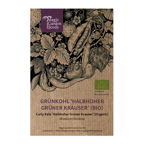 Grünkohl 'Halbhoher Grüner Krauser' (Brassica oleracea) Bio - ca. 100 Samen
