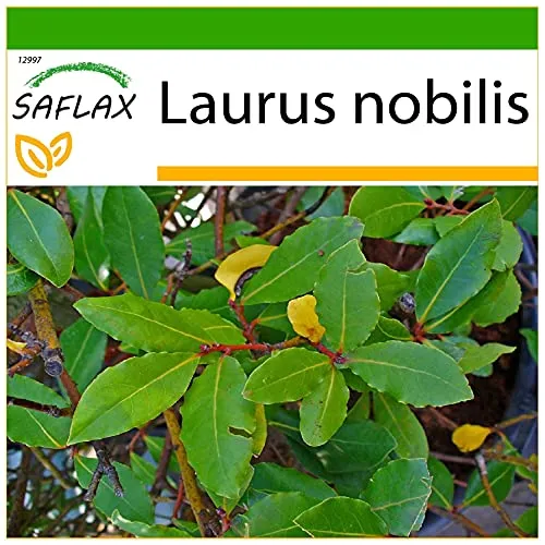 SAFLAX - Gewürzlorbeerbaum - 6 Samen - Mit keimfreiem Anzuchtsubstrat - Laurus nobilis