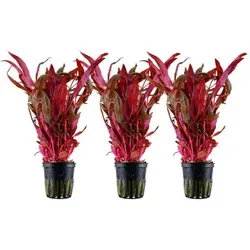 Aquaristikwelt24 - Aquarium Pflanze 3 Stück Alternanthera Reineckii 'pink' Wasserpflanze Nr.323 Set