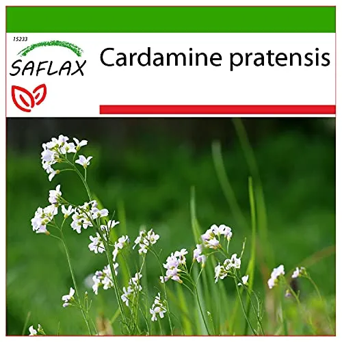 SAFLAX - Heilpflanzen - Wiesenschaumkraut - 100 Samen - Mit keimfreiem Anzuchtsubstrat - Cardamine pratensis