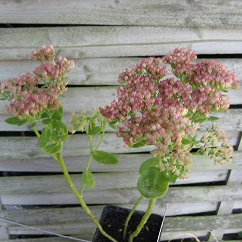 Fetthenne Herbstfreude, Sedum Telephium-Hybride, Staude im 0,5 Liter Topf