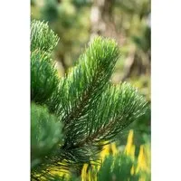 Schwarzkiefer Pinus nigra 'Oregon Green', windresistent - Ziergehölz mit kompakt-pyramidalem Wuchs und dunkelgrünen Nadeln, ideal für moderne Gärten. Robust, pflegeleicht und bietet ganzjährig Struktur im Garten.