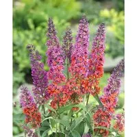 Buddleja Davidii Schmetterlingsstrauch Flower Power R 15-20 cm