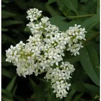 Gewöhnlicher Liguster 40-60cm