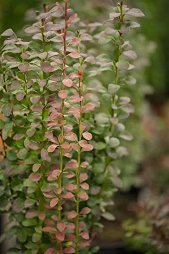 Berberis thunbergii 'Helmond Pillar' 25–30 cm – Winterhart, Mehrjährig, Pflegeleicht – Säulen-Berberitze – Heckenpflanze für Garten & Kübel