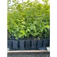 Carpinus betulus 60-80 cm 12cm Topf