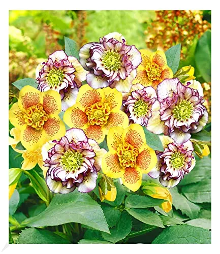 BALDUR Garten Gefüllte Christrosen 'Festival-Mix', 2 Pflanzen Double Ellen® Picotée und Hantay, winterharte Staude, mehrjährig, bienenfreundlich, pflegeleicht, blühend, Helleborus