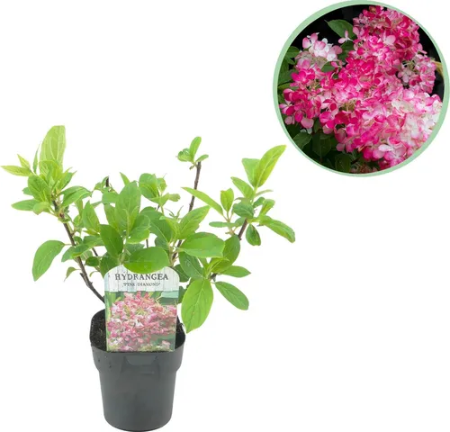 Rispenhortensie – Hydrangea panniculata Pink Diamond – Blüte Weiß-Rosa – Laubabwerfend – Große Blüten – 17cm – Höhe ca. 50cm