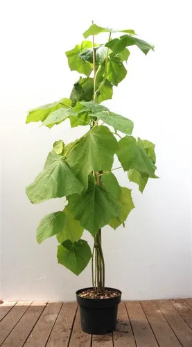 Paulownia Tomentosa Blauglockenbaum 125–150 cm von Pflanzen für Dich