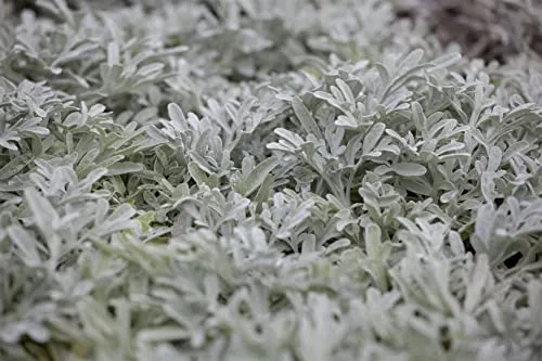 Artemisia stelleriana 9x9 cm Topf – Winterhart, Mehrjährig, Pflegeleicht – Edelraute – Bodendecker für Steingarten & Beet