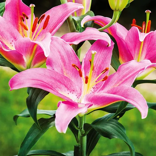 Lilie Blumenzwiebeln Zwiebeln Blumen Orientalische Lilie rosa XXL 1 St.