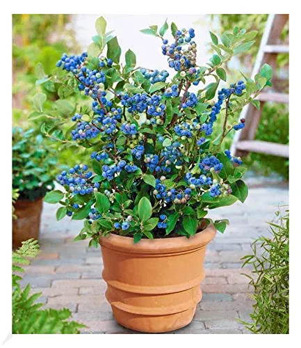 BALDUR Garten Topf-Heidelbeere Blaubeeren Pflanze, 1 Pflanze, Vaccinium corymbosum reichtragend Heidelbeere für Töpfe & Kübel | Nasch-Heidelbeere für Garten, Balkon & Terrasse, winterhart