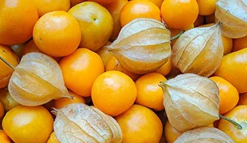 Produktbild Bingenheimer Physalis Schönbrunner Gold, Bio, 1 Portionstüte 0,05 g