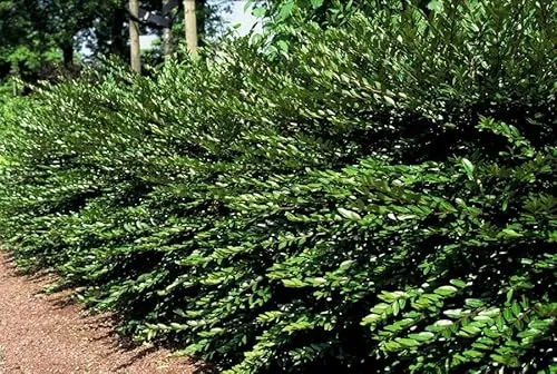 Lonicera pileata – 48 Pflanzen – Zwerg-Geißblatt – 9cm – Immergrüner Bodendecker – 10–25cm – Pflegeleicht & winterhart – Für Sonne & Schatten