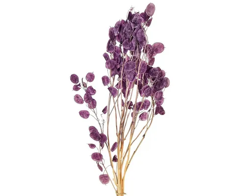 Trockenblume Silberblatt Lila getrocknet Lunaria Mondviole 65-70cm, Viana, Höhe 1.0 cm